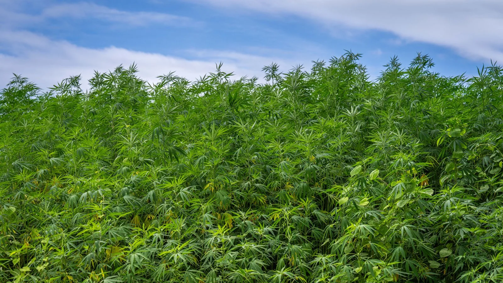 A dense field of hemp plants growing under a clear blue sky.