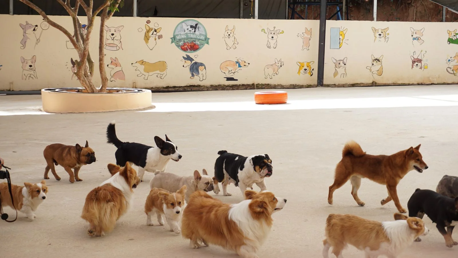 A mixed group of dogs playing together in an outdoor daycare yard, the scene owners are trying to verify before booking