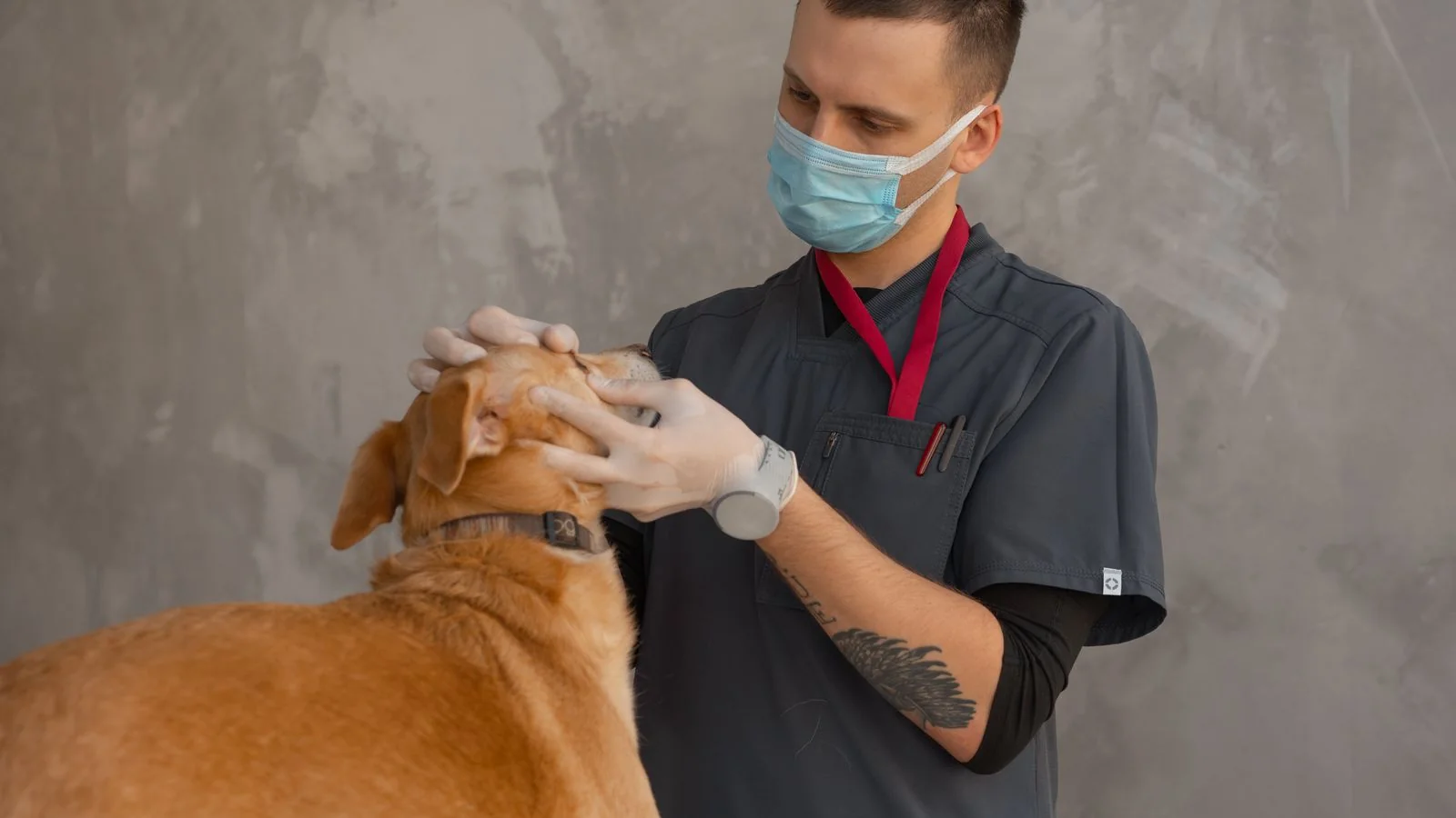 AEO for Veterinary Practices (7-Step Playbook)