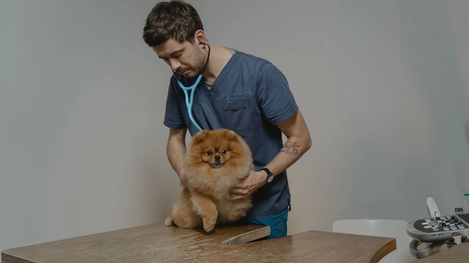 A vet listens to a small dog's heartbeat with a stethoscope in a clinic room