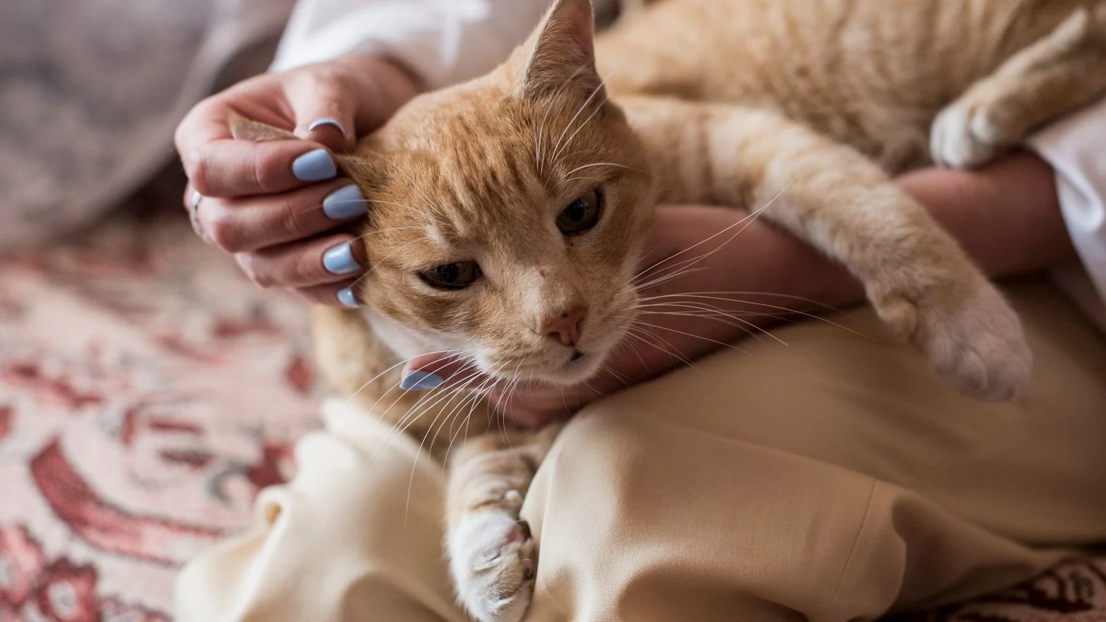 Content Marketing for Pet Sitters (6 Ideas)