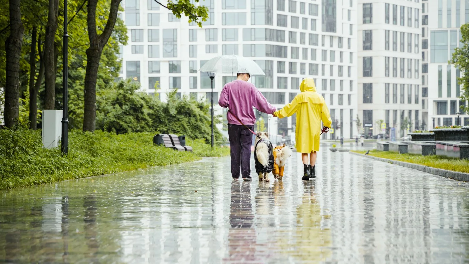 A sitter walking two dogs along a street.