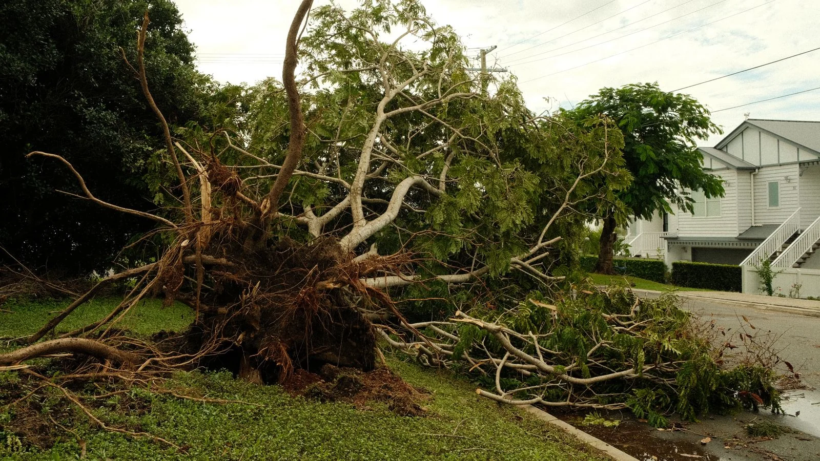 An uprooted tree lies across a suburban street after a violent storm.