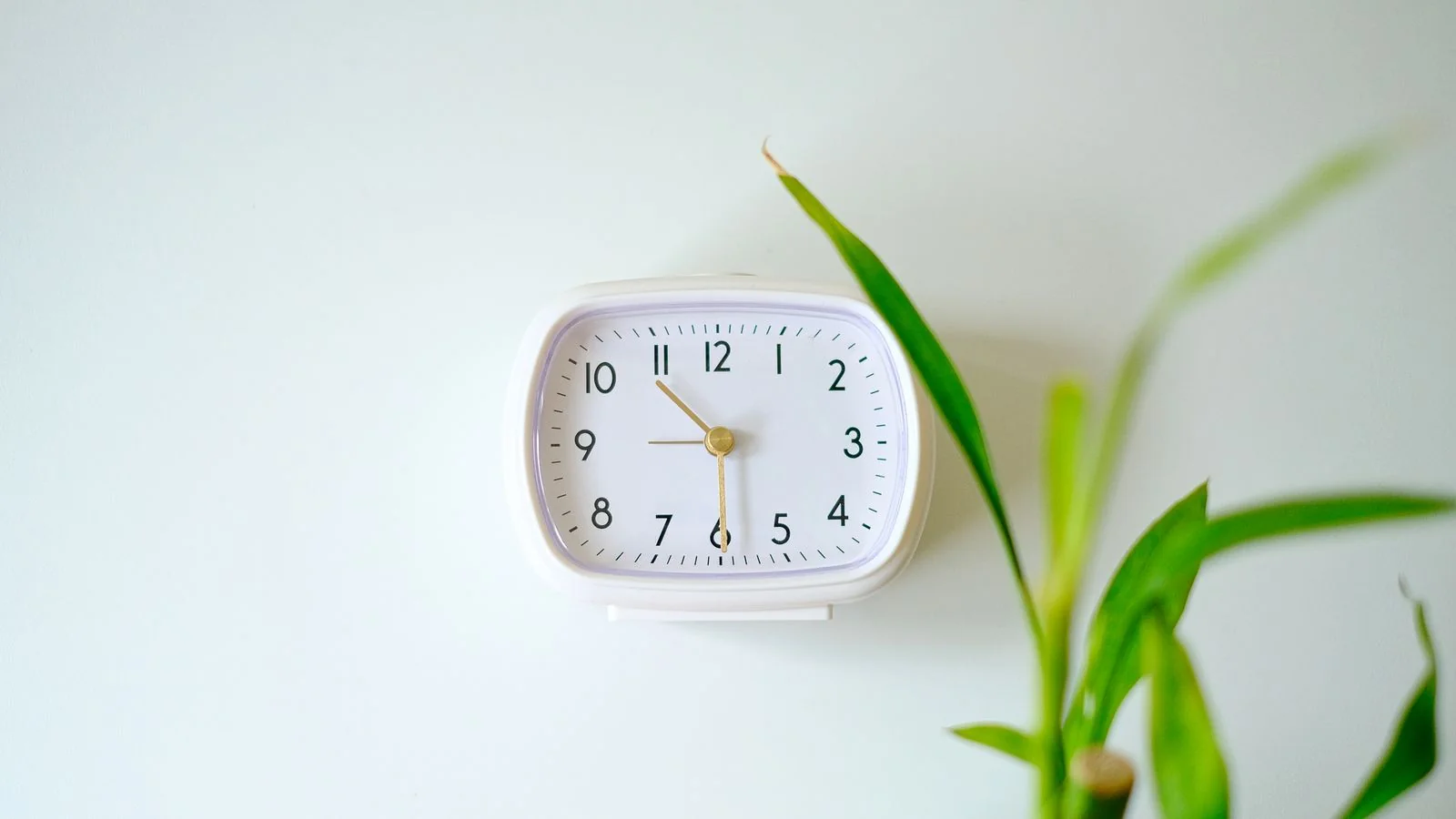 White analogue wall clock beside a green plant against a plain backdrop