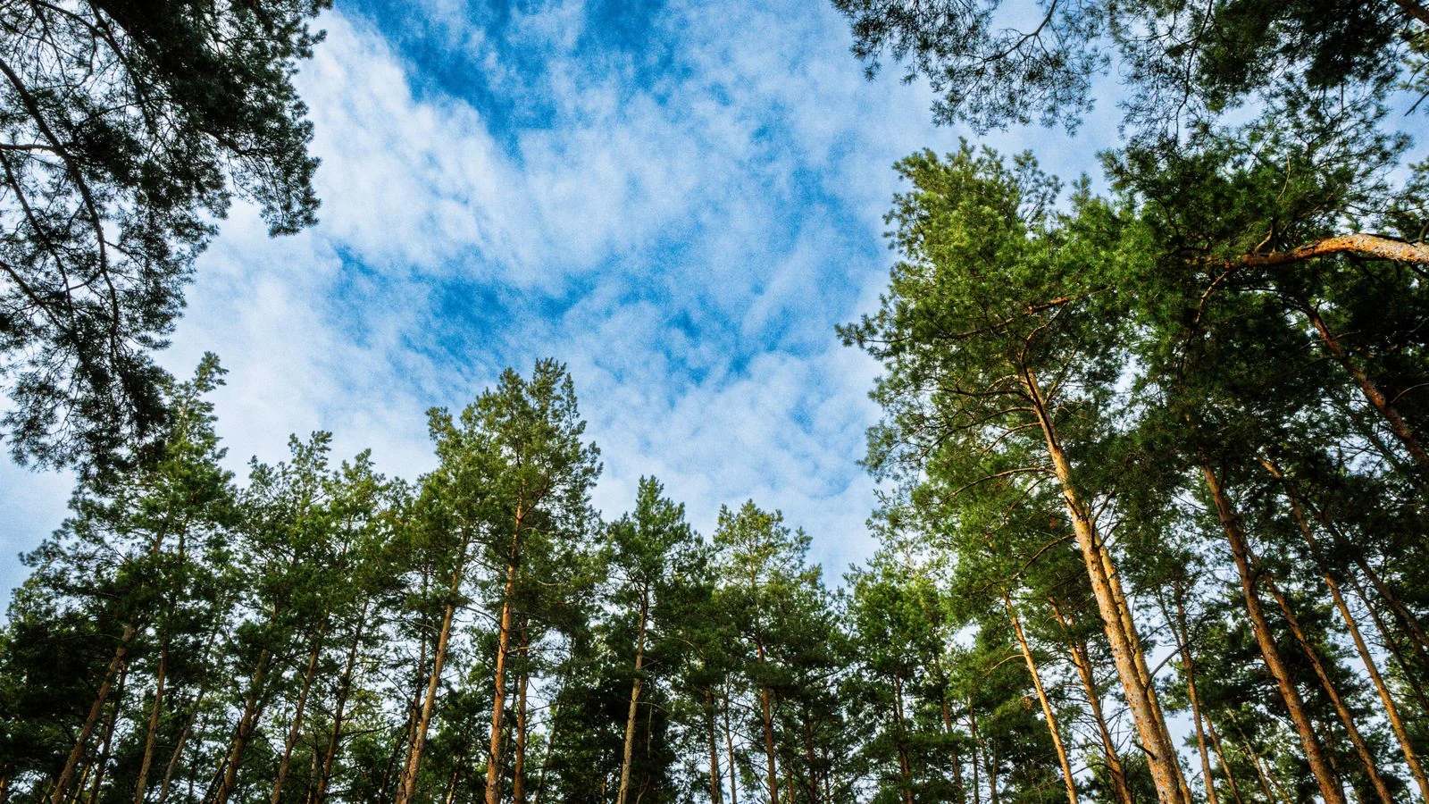 What Is Evergreen Content? (7 Types That Compound)