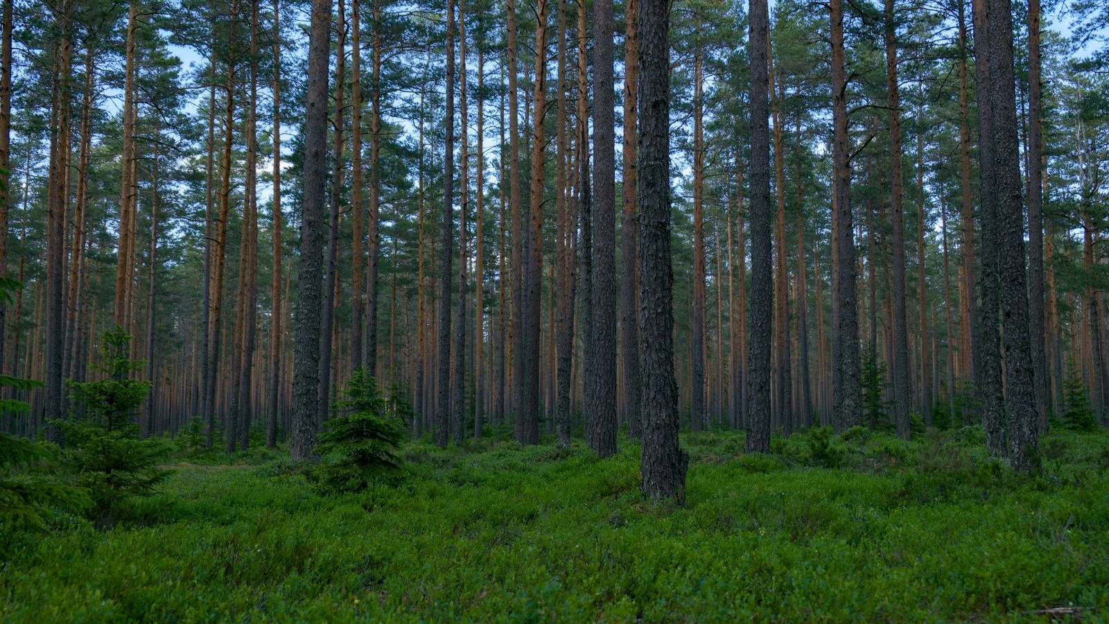A serene evergreen forest with tall pines, the durable base evergreen content builds over time