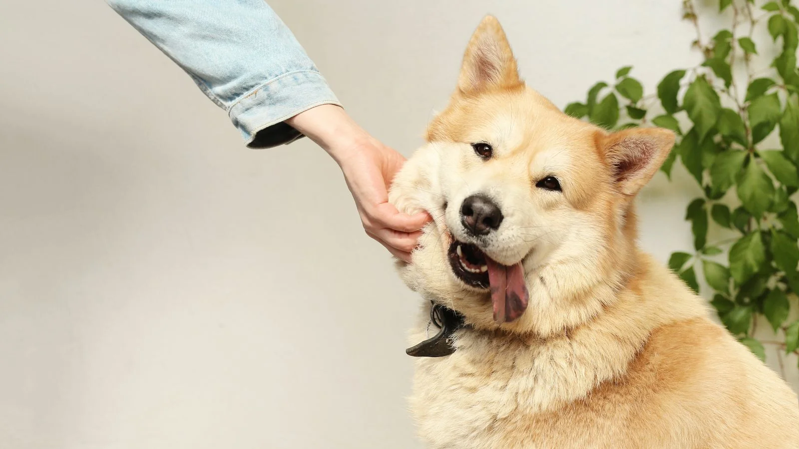 Get Featured in Pet Publications (7 Editor Hooks)