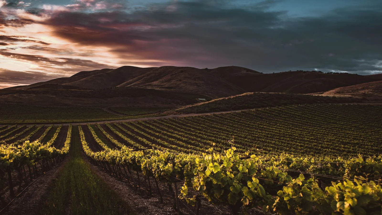 Vineyard rows running toward mountains at sunset in Santa Maria, California