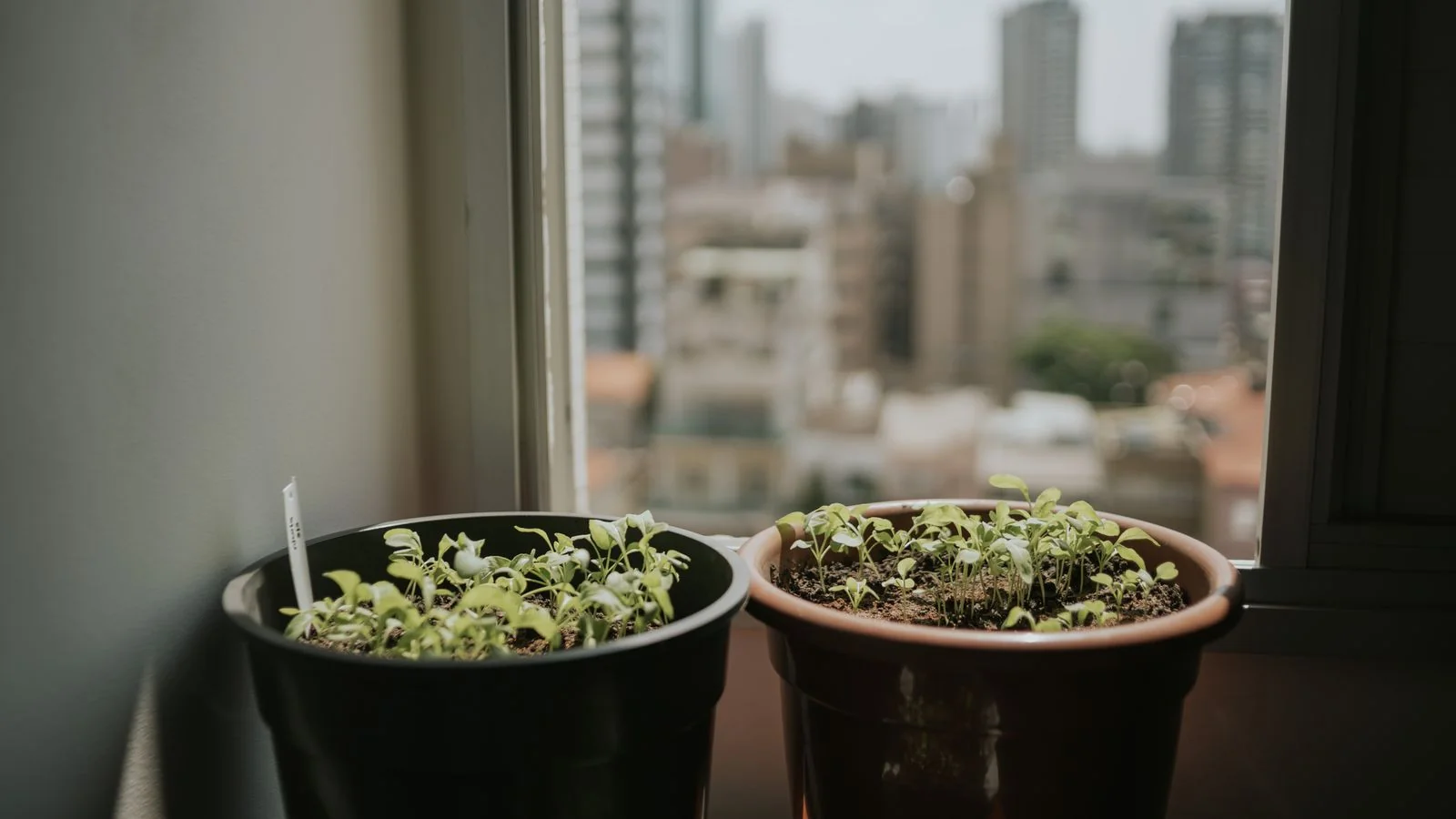 Two potted plants on a windowsill with a blurred cityscape behind, the renter-friendly small-space detail Apartment Therapy editors look for
