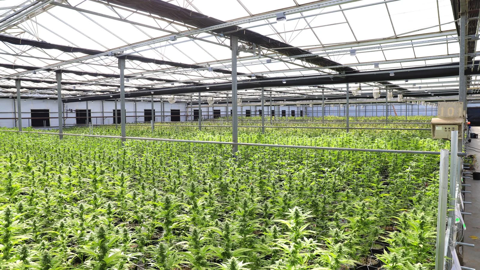Rows of cannabis plants growing inside a large commercial greenhouse.
