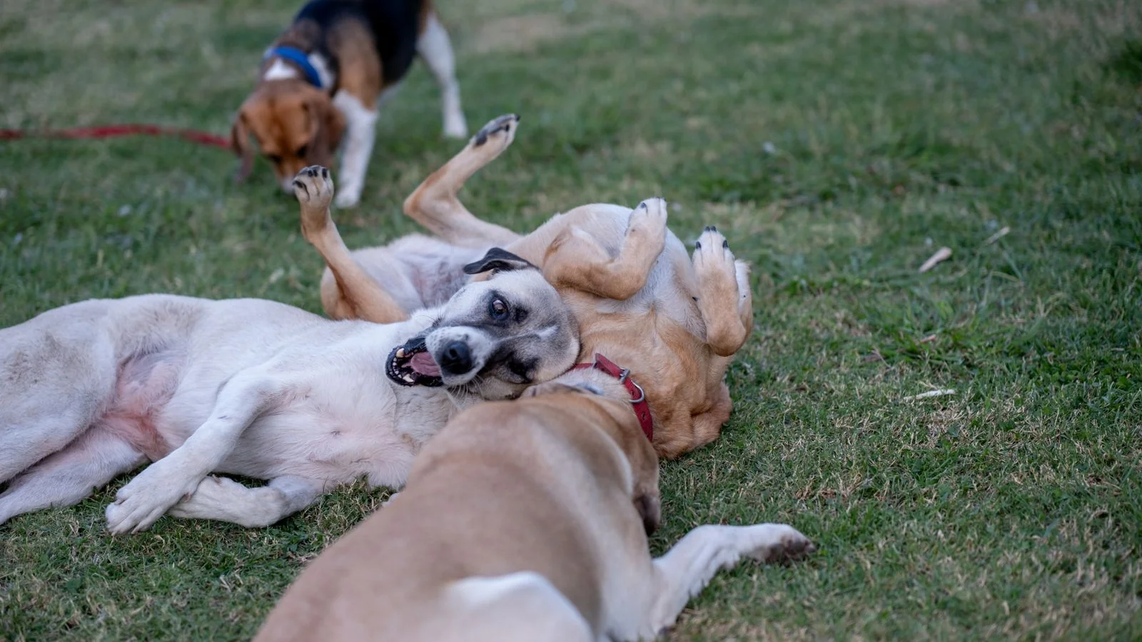 How to Get Press for Doggy Daycares (6 Local Angles)