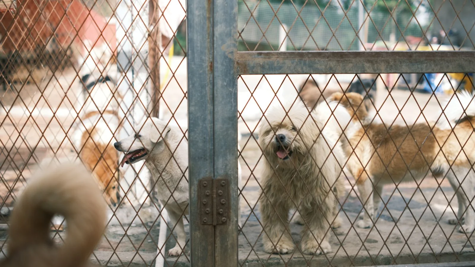 How to Get Press for Pet Boarding Facilities (5 Angles)