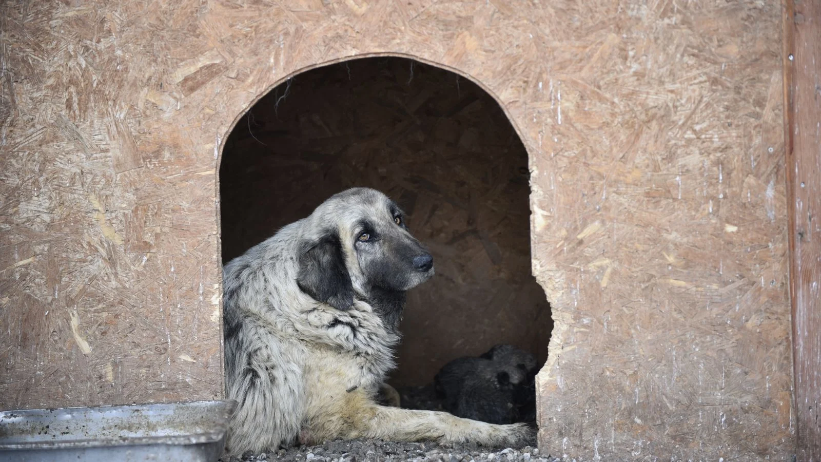 A dog resting comfortably in a boarding kennel.