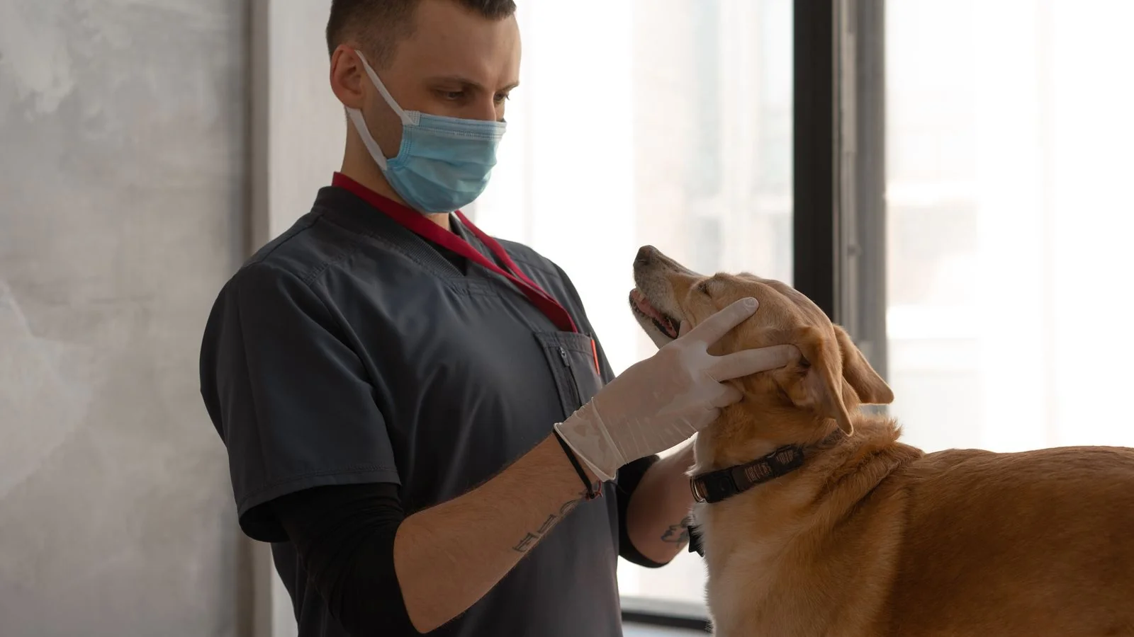 How to Get Press for Veterinary Clinics (4 Angles)