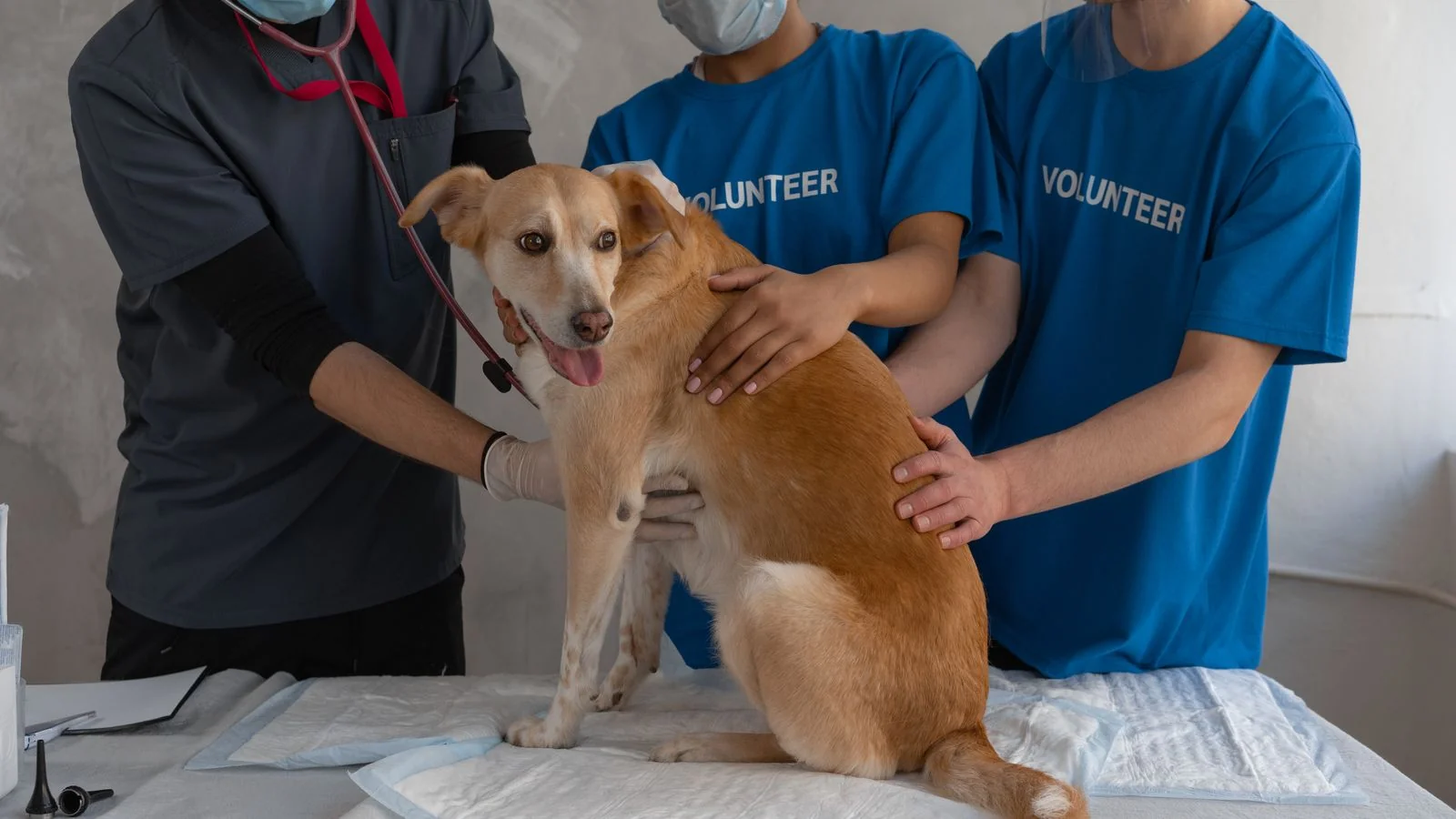 A veterinary team examining and caring for a cat on an animal hospital table