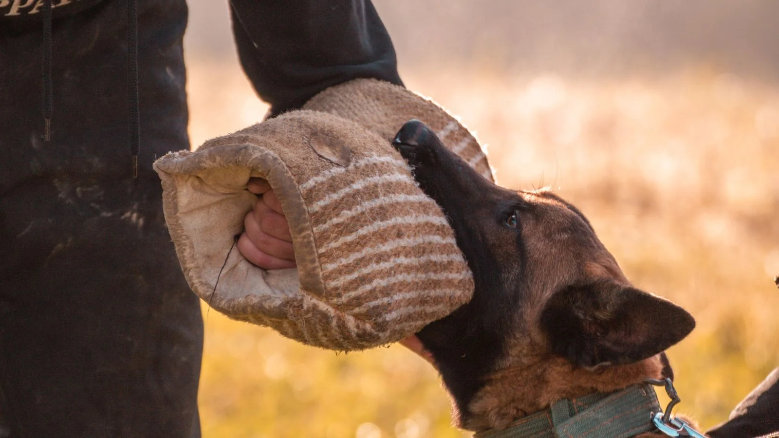 Personal Branding for Dog Trainers (5 Moves)