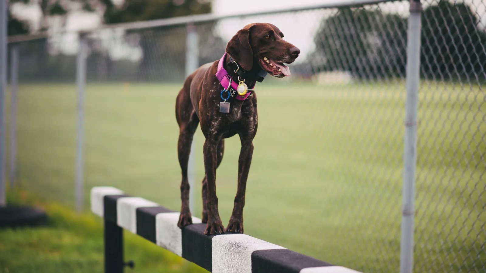 A dog working through an obedience exercise in a field.