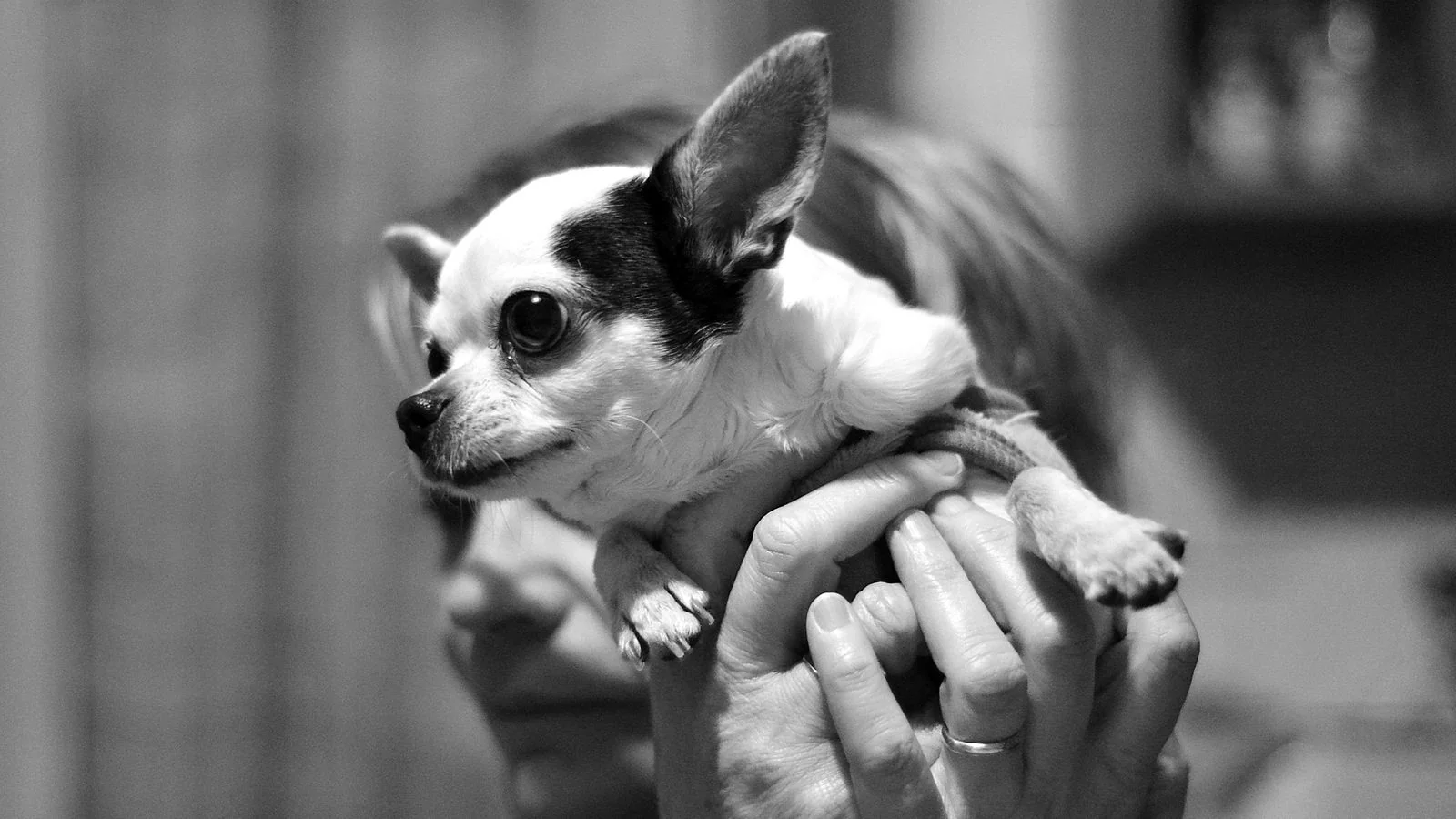 A groomer holding a small dog in a bright studio.
