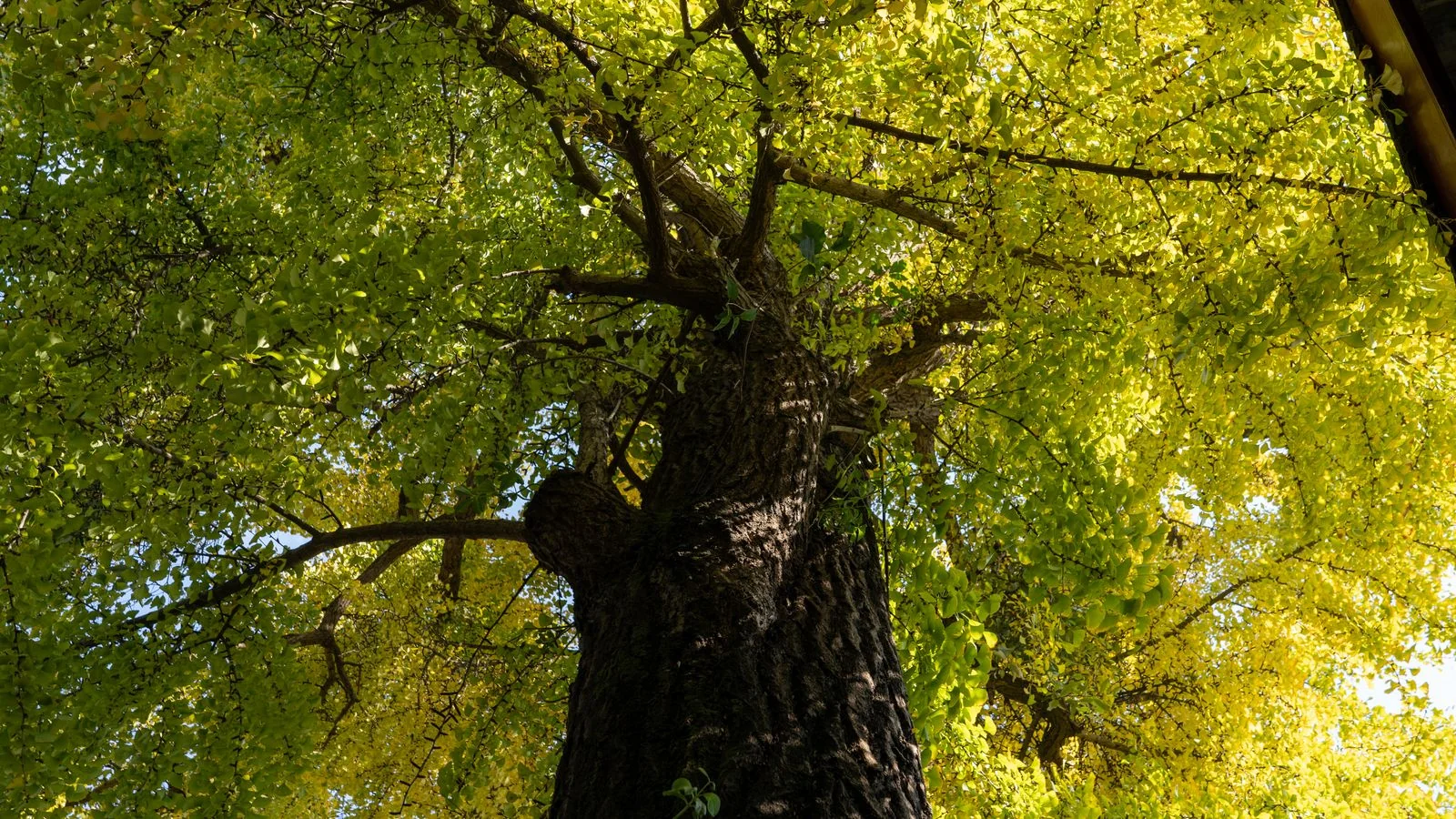 Looking up at a tall, mature tree with sunlit leaves against a clear sky.