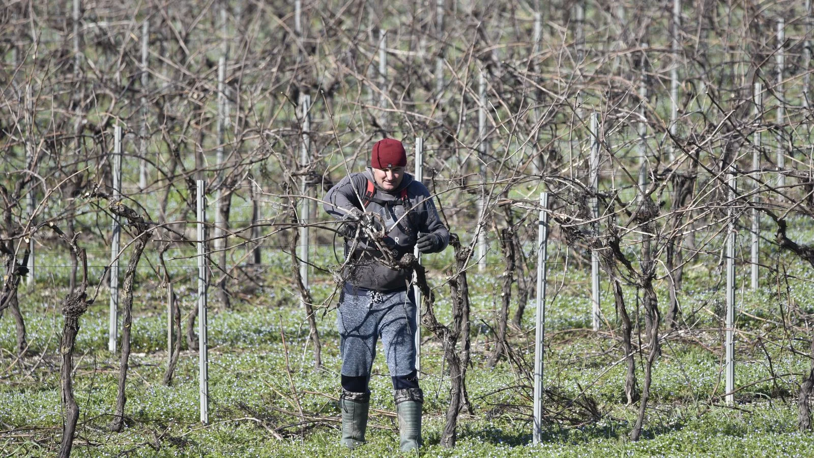 A vineyard worker pruning vines in the rows.