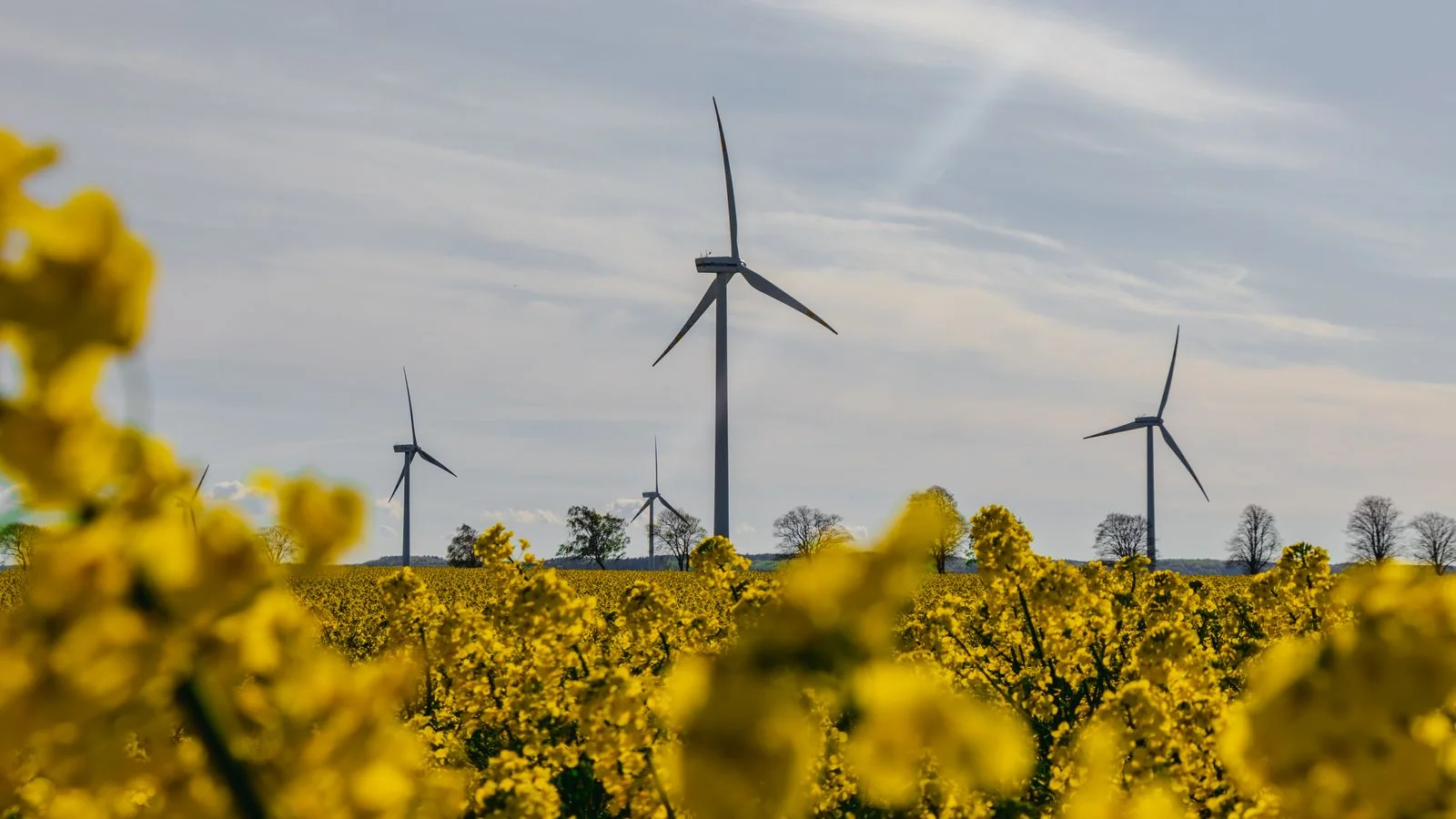 Wind turbines rising over a blooming rapeseed field in spring light