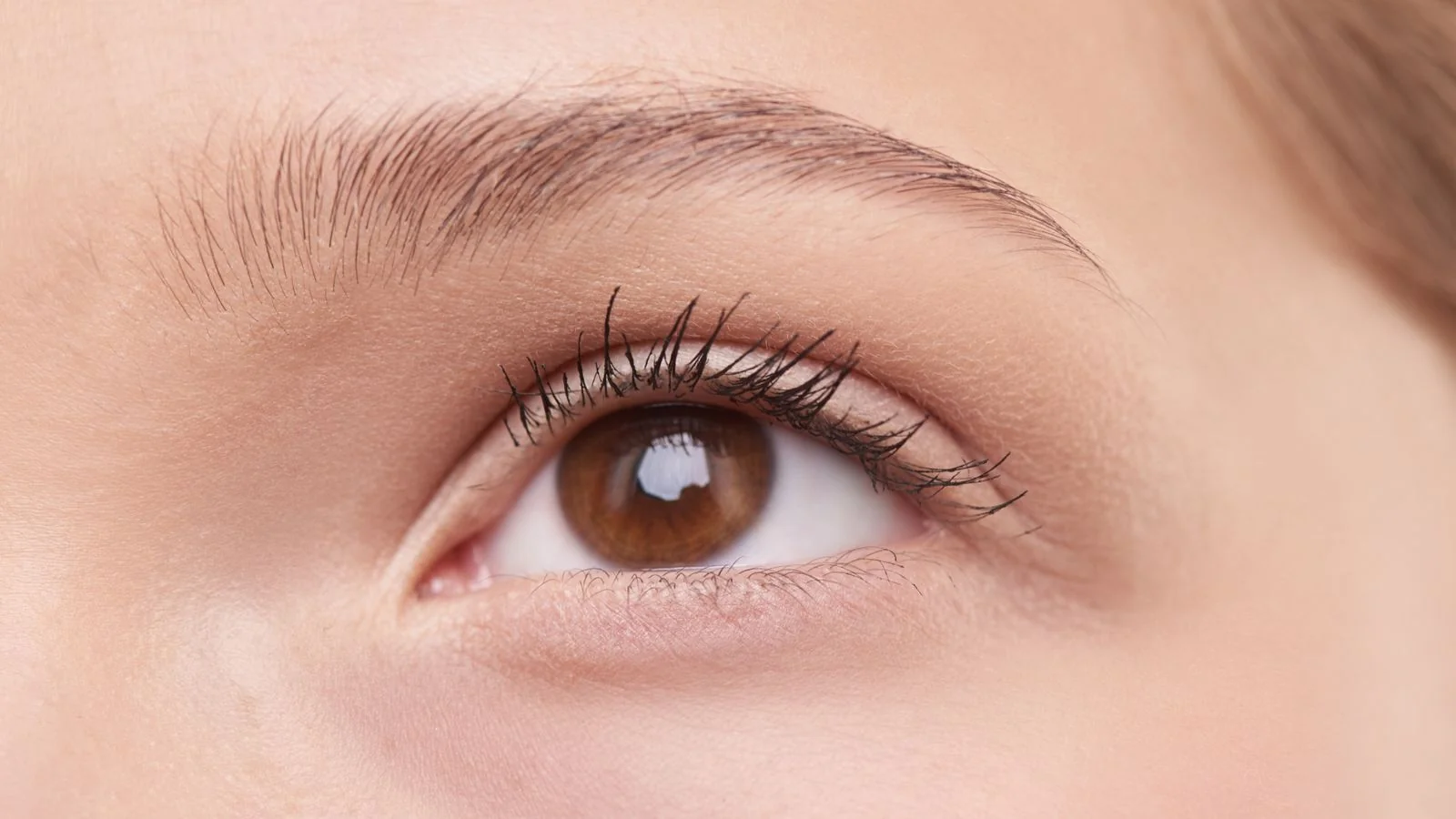 Close-up of a natural eye showing individual lashes and brow hairs, the growth cycle that decides retention before you ever pick up tweezers