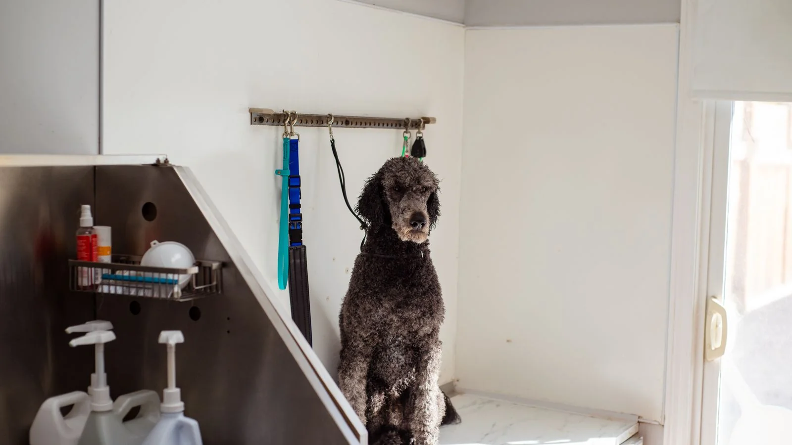 Reputation Management for Pet Groomers (5 Fixes)