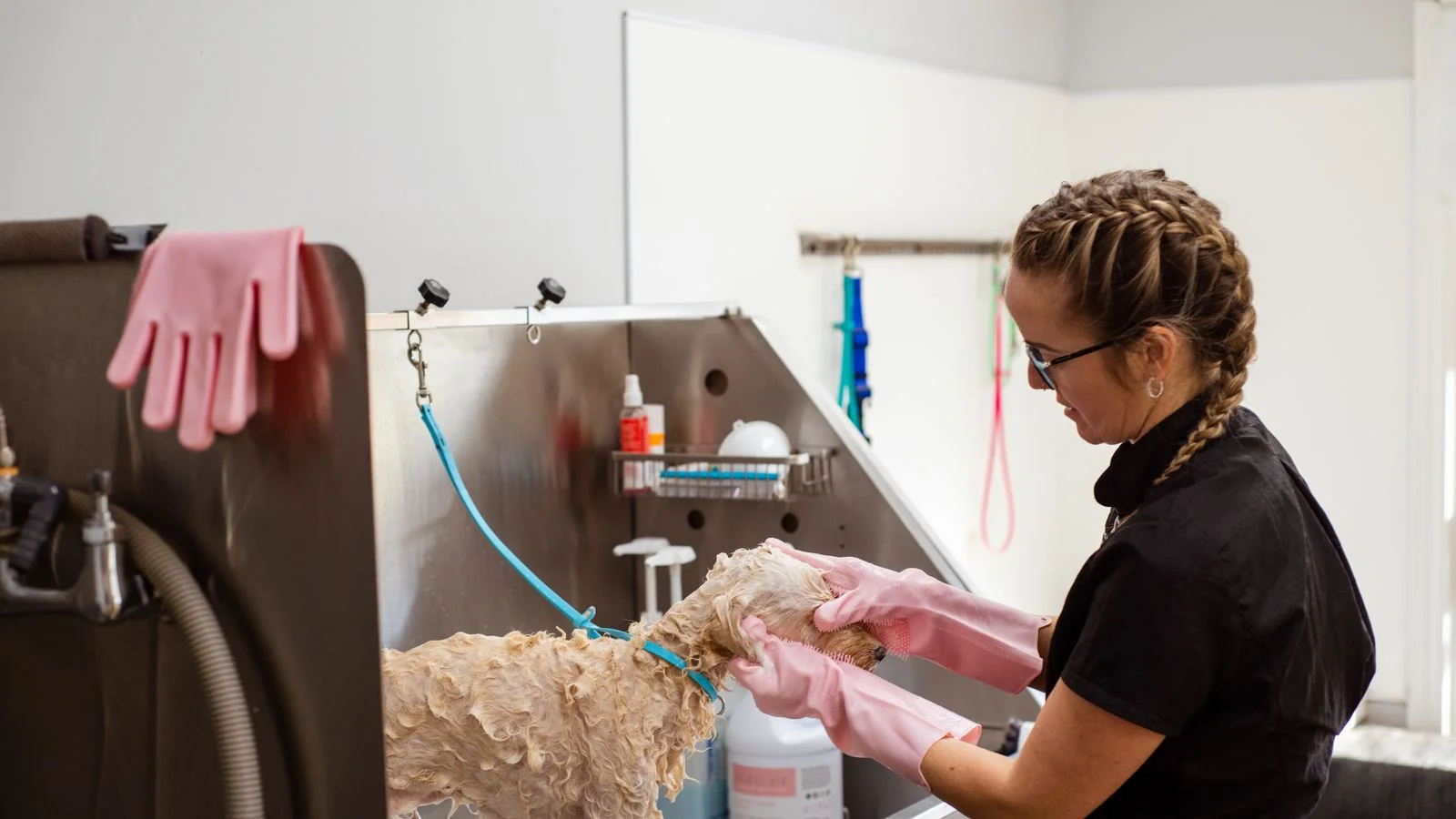 A groomer washing a dog in a grooming tub.