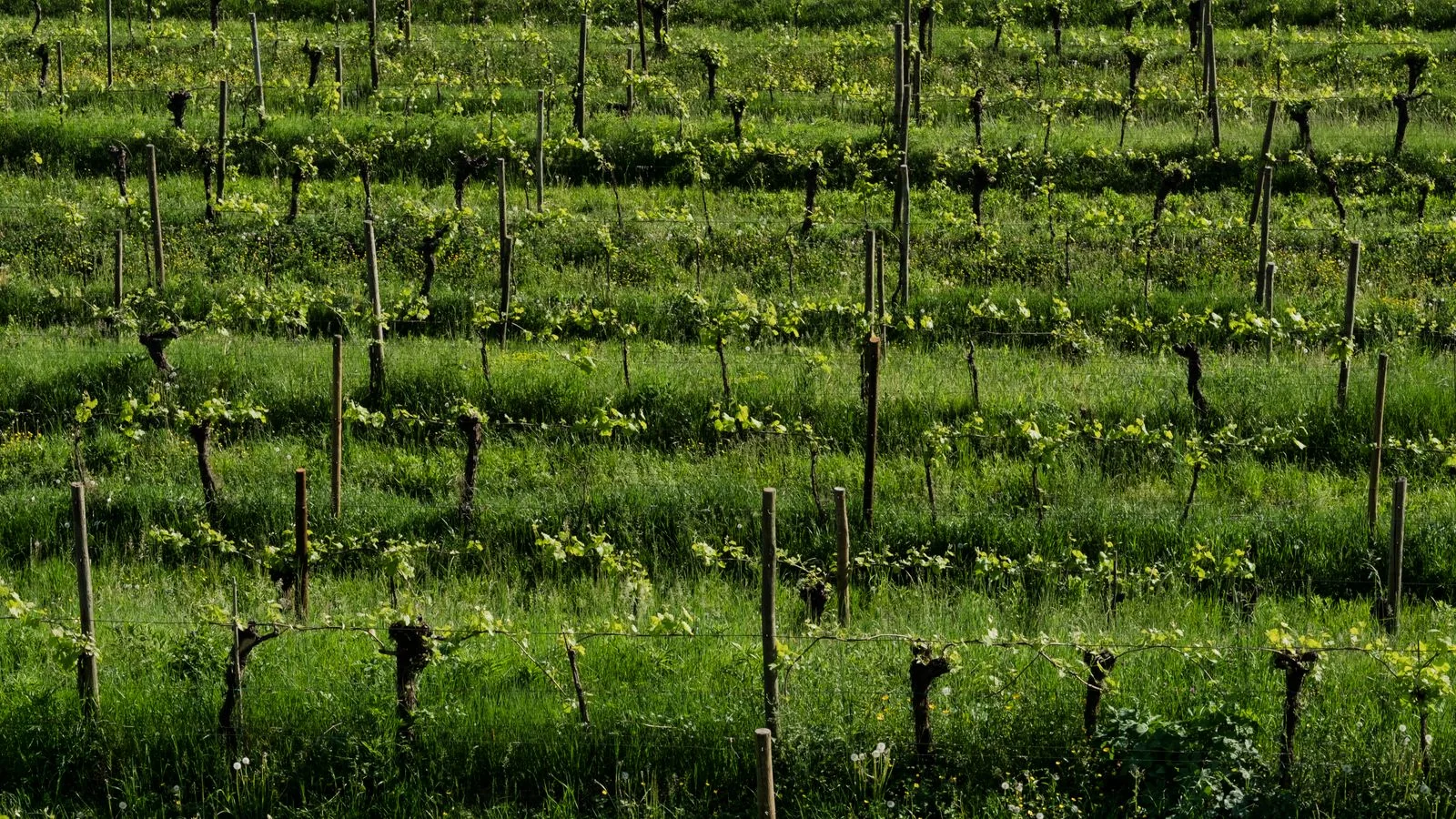 Reputation Management for Wineries: 6 Fixes for 2026