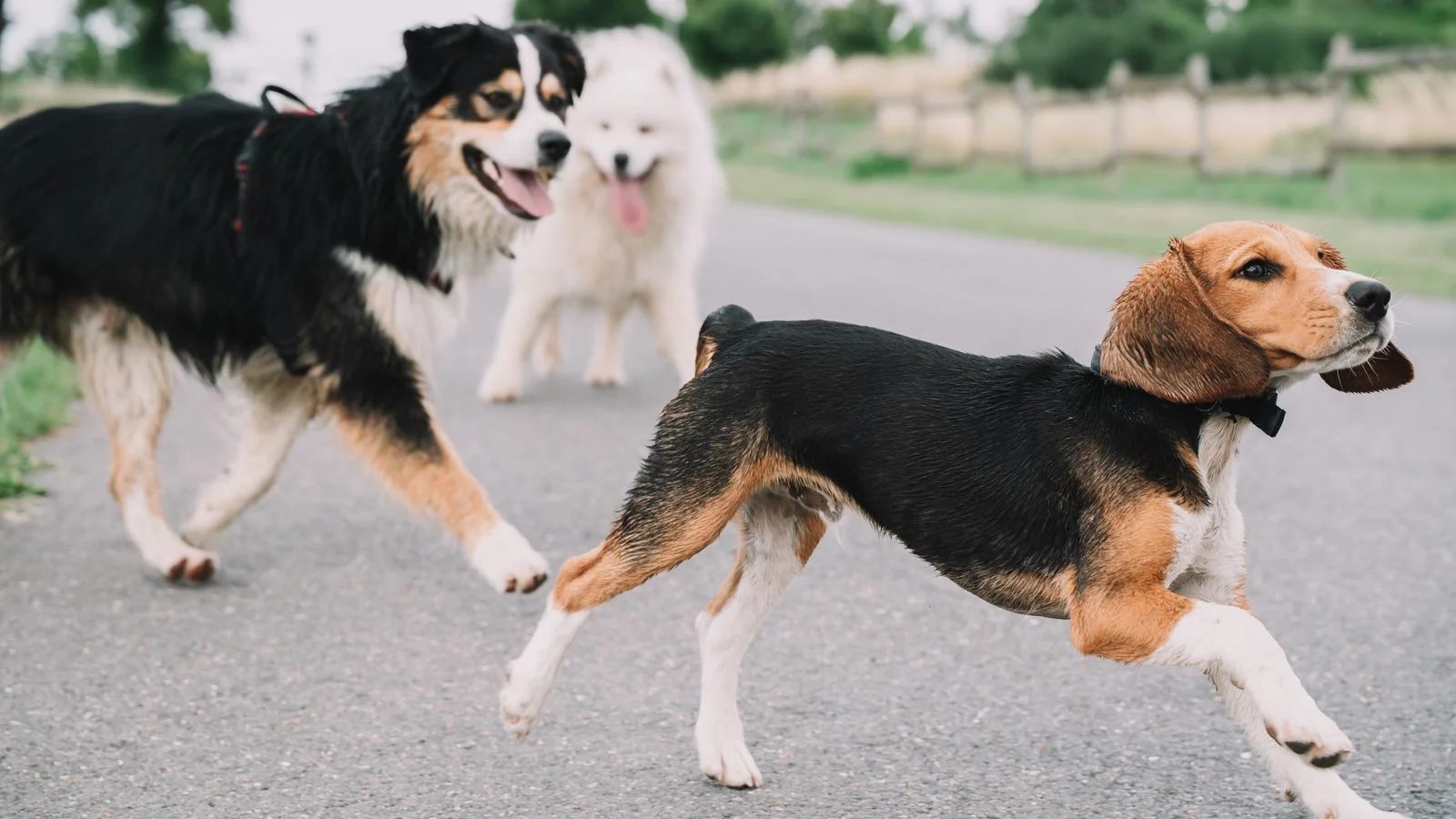 A group of dogs running together outdoors.