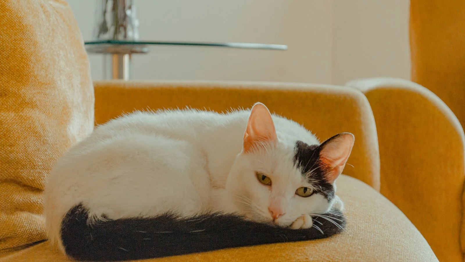 Thought Leadership for Pet Sitters (5 Angles)
